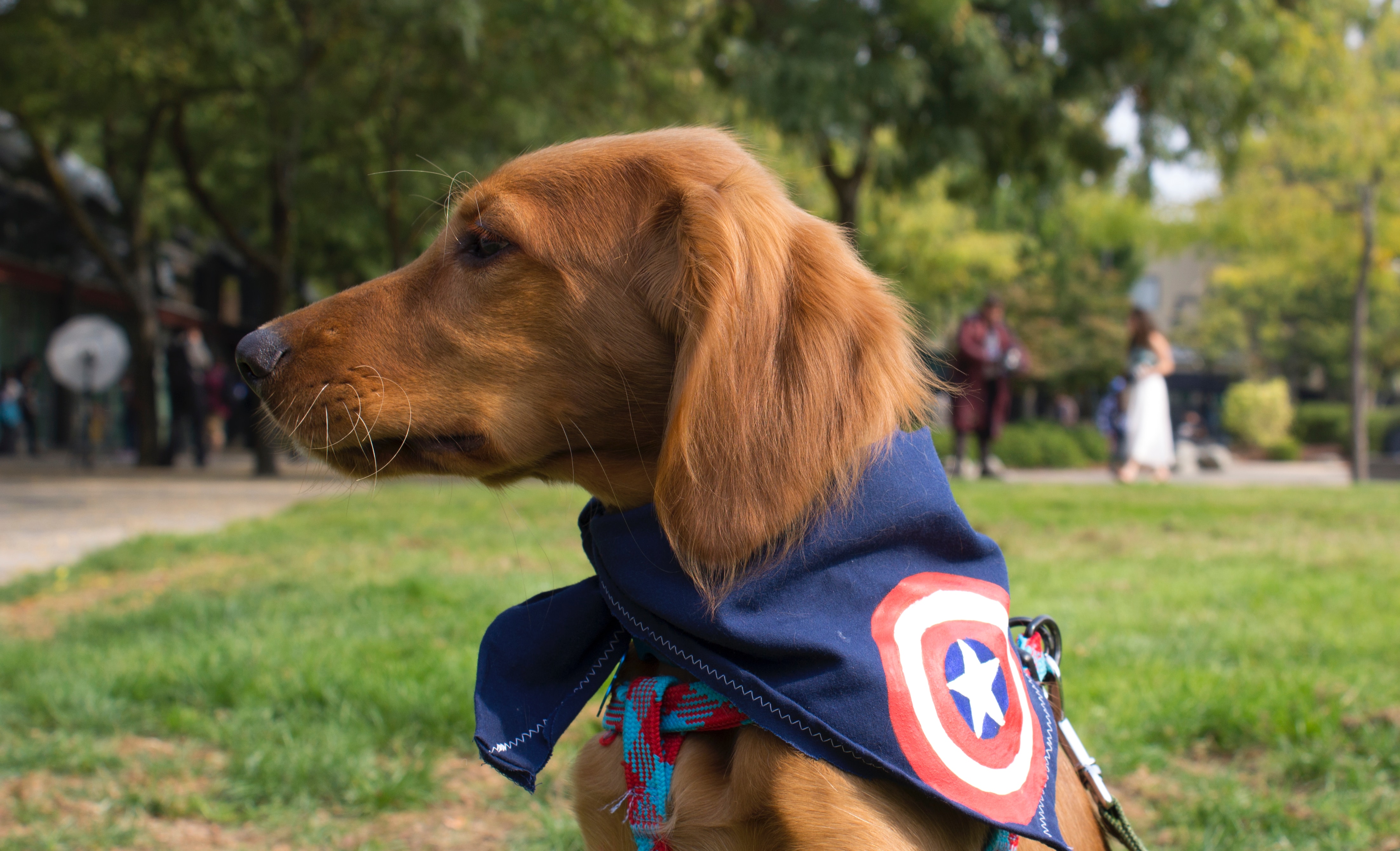 Pet Costume Contest